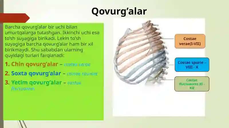 Qovurg’alar 2