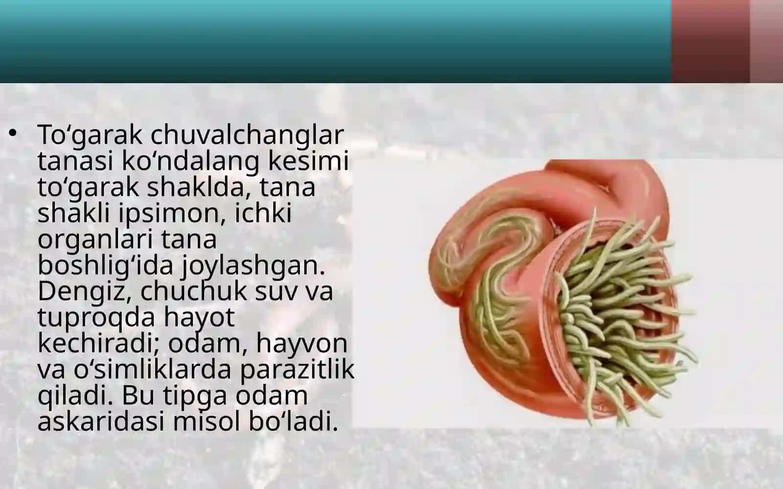 To‘garak chuvalchanglar tipi:odam askaridasi 2