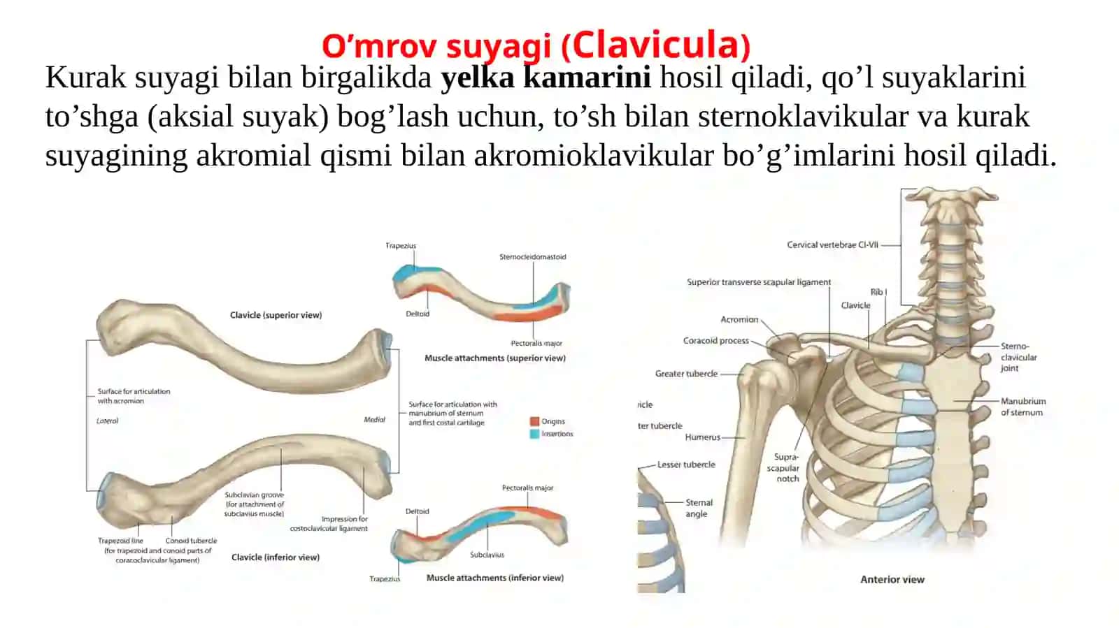 QO’LNING SUYAK VA BO’G’IMLARI 2