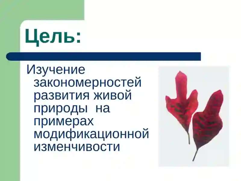 Модификационная изменчивость 2