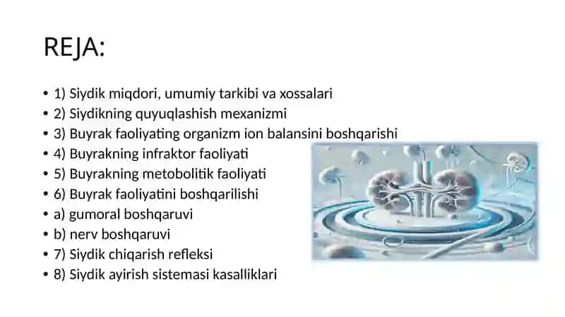 BUYRAK FIZIOLOGIYASI 2