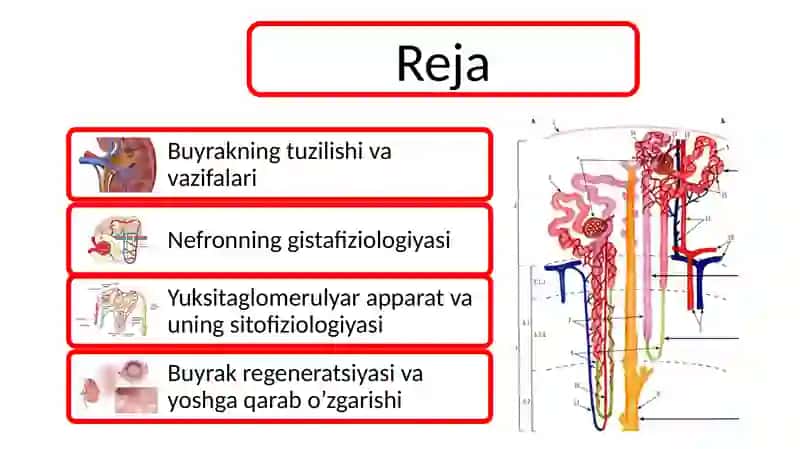 Buyrakning tuzilishi 2