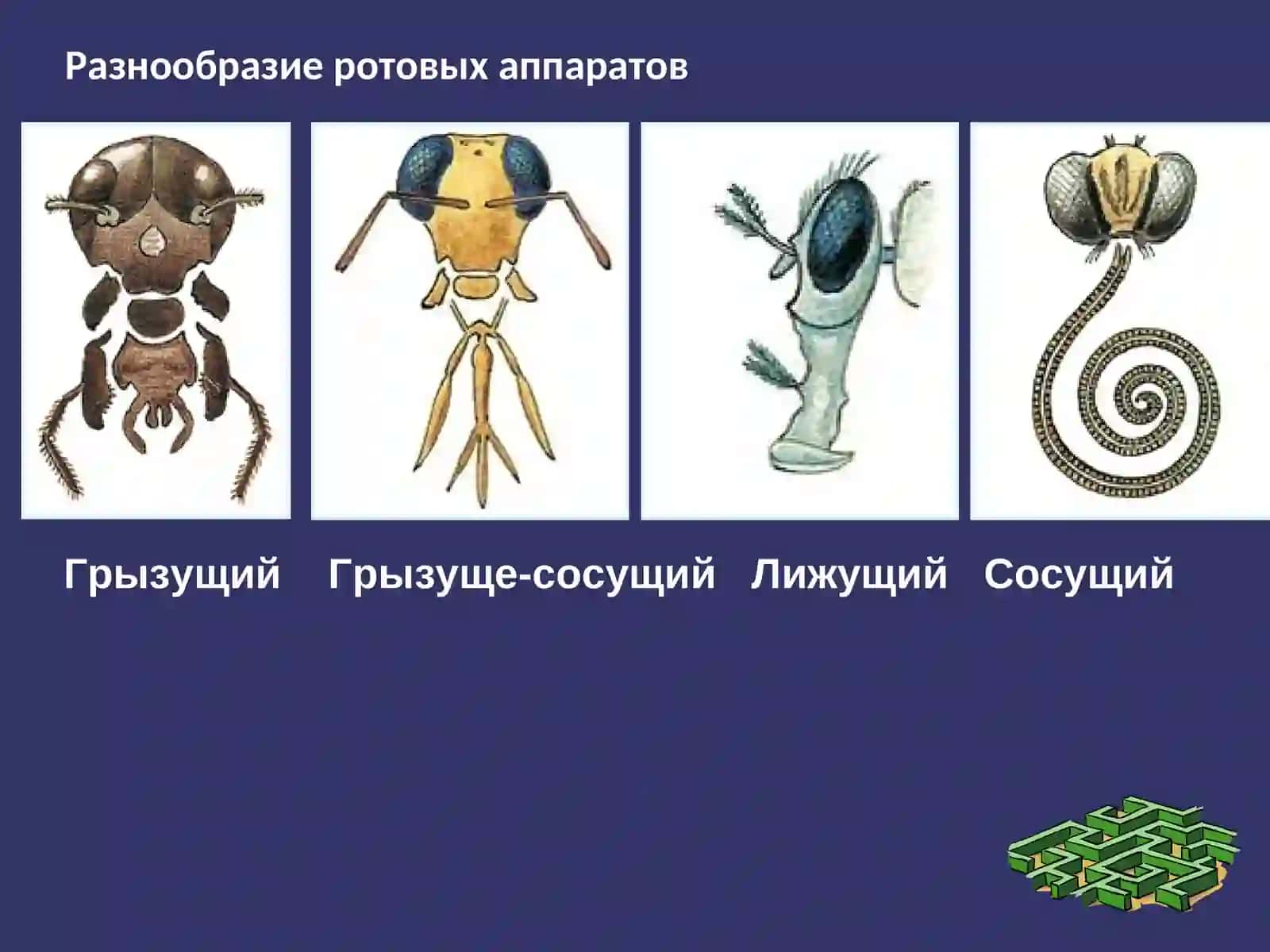 Разнообразие ротовых аппаратов 2