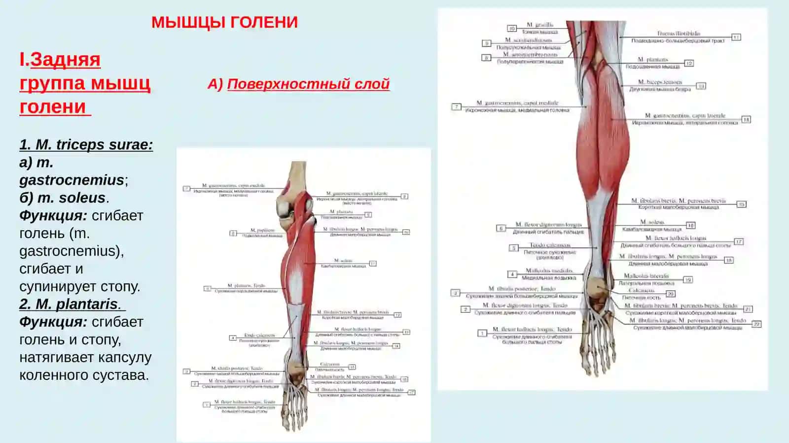 Мышцы голени и стопы 2