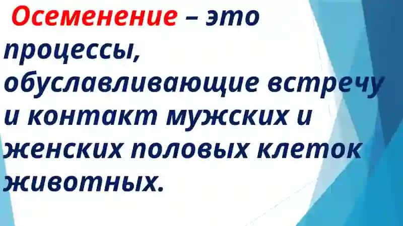 Оплодотворение 2