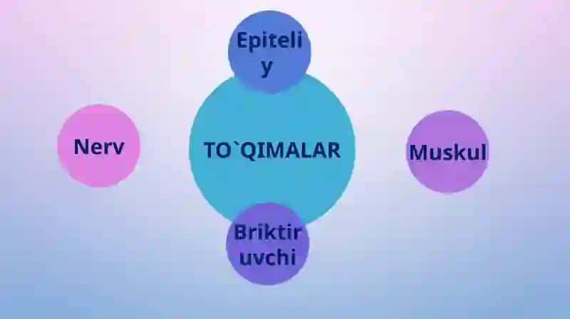 To'qimalar, organlar va organizm. 2