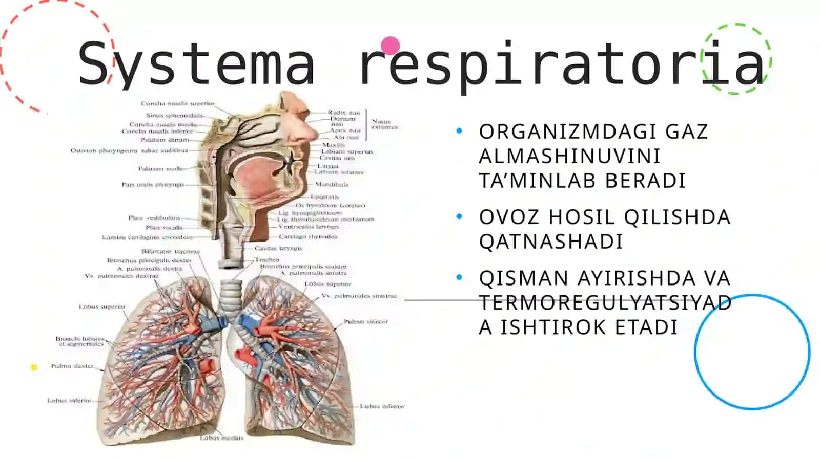 Systemarespiratoria 2