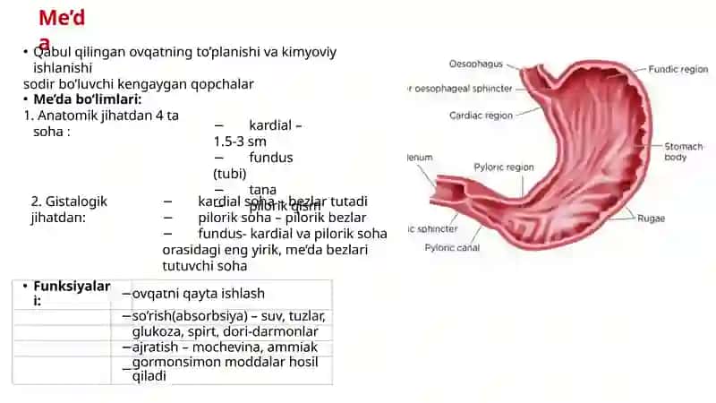 Hazm sistemasi gistologiyasi 2
