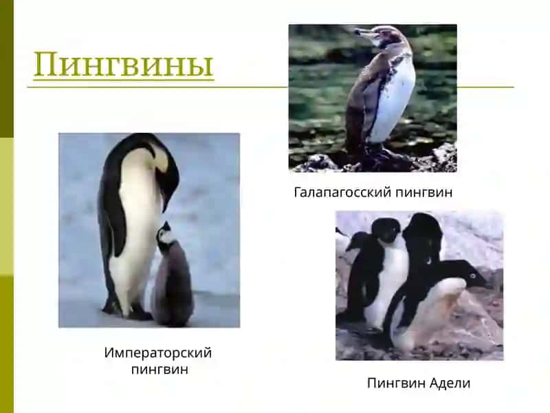 Классификация птиц 2