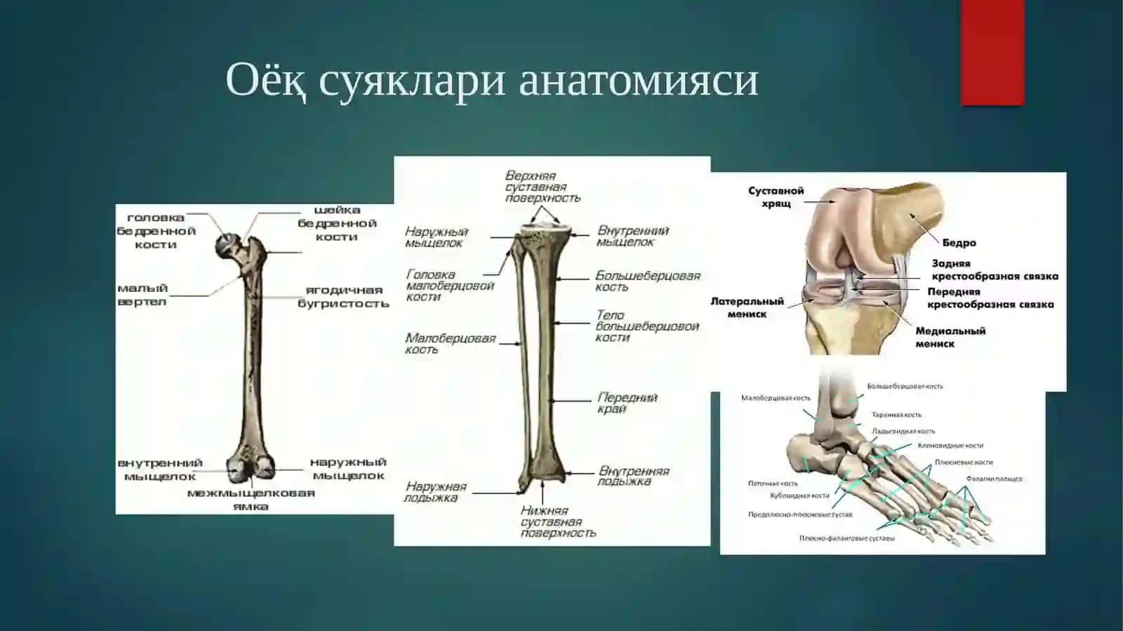 Оёқ суяқлари синишлари 2