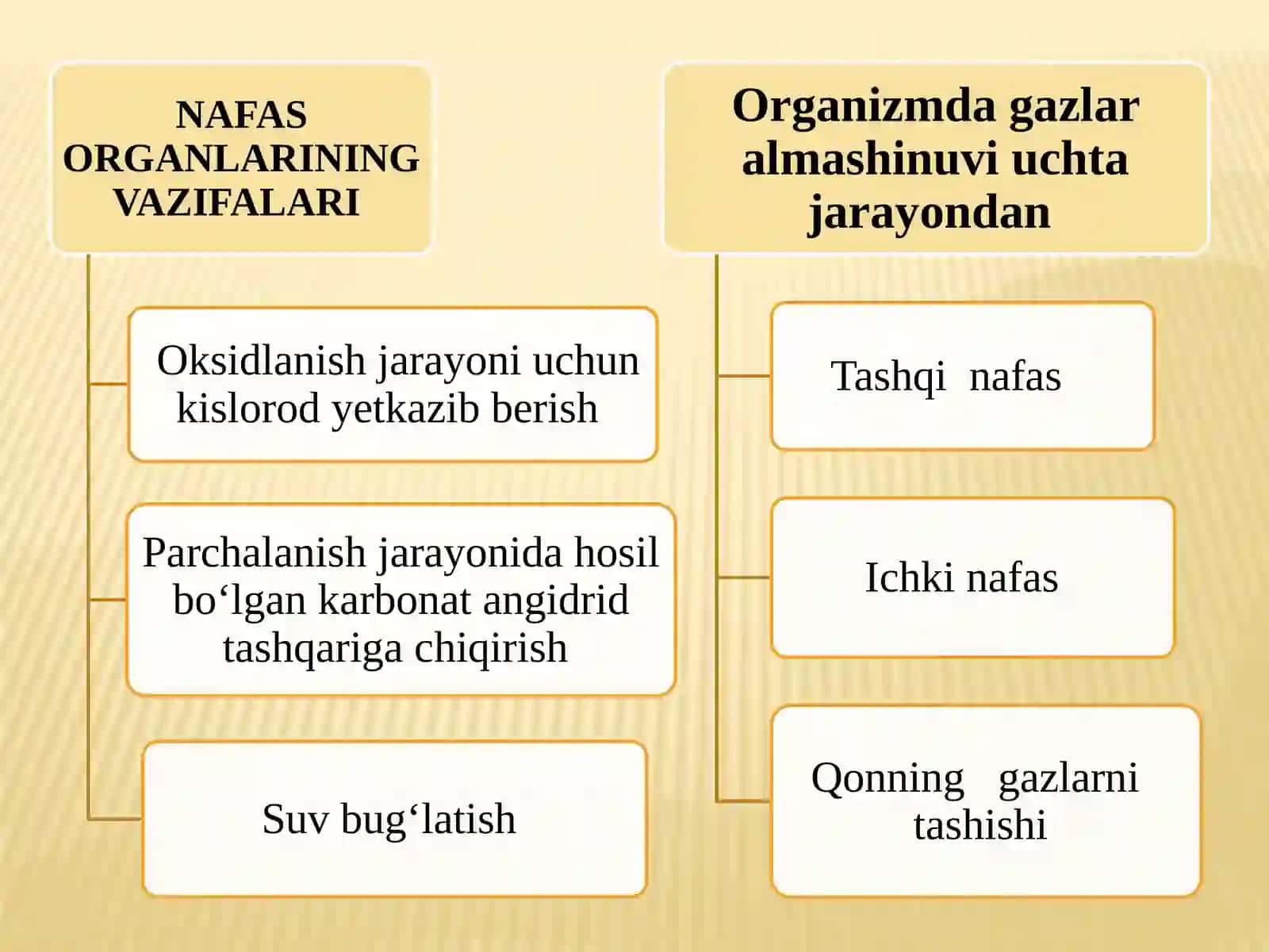Nafasolish va ayrishtizimlarining yosh xususiyatlari va gigiyenasi 2