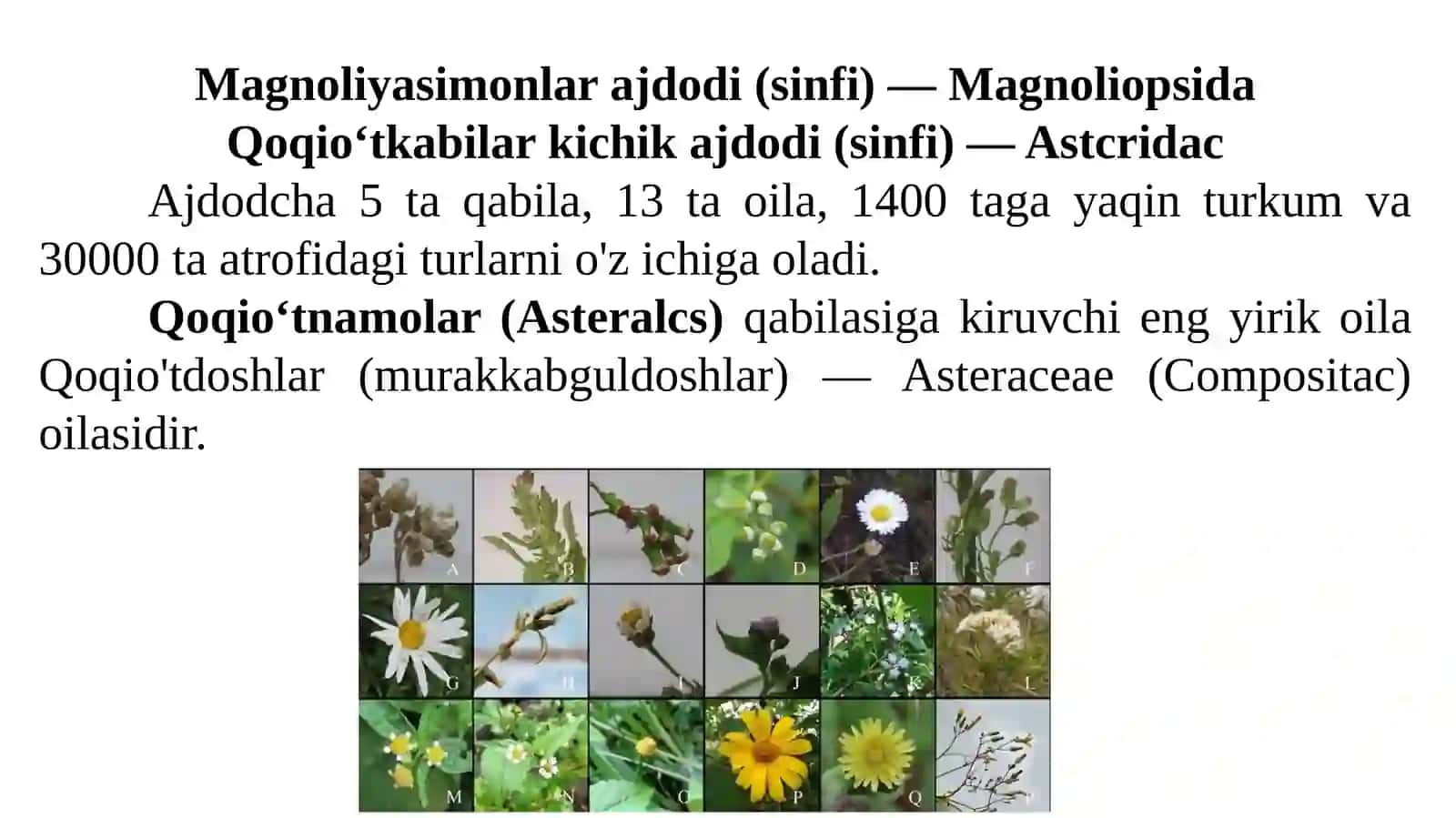 Qoqio'tdoshlar(murakkabguldoshlar) 2