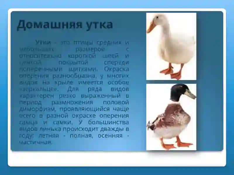 Домашняя утка 2