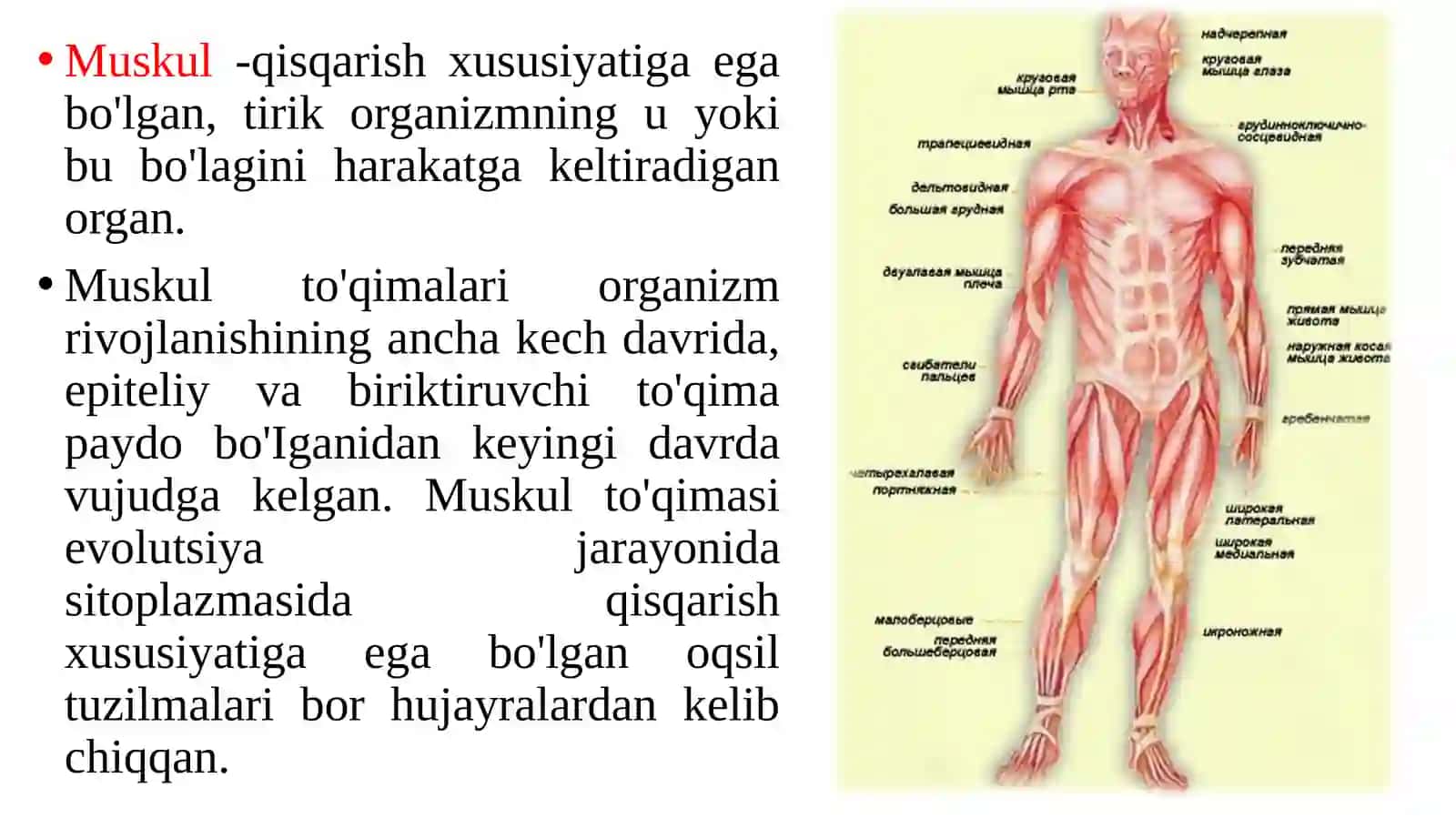 Muskulto’qimasi 2