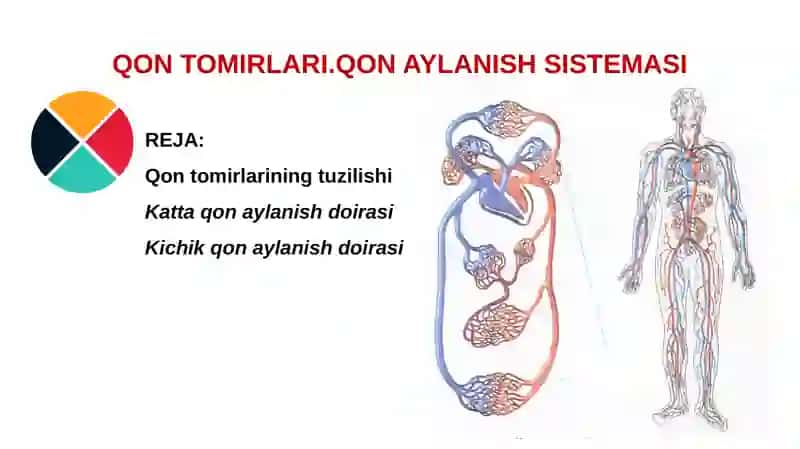 Qontomirlarining tuzilishi 2