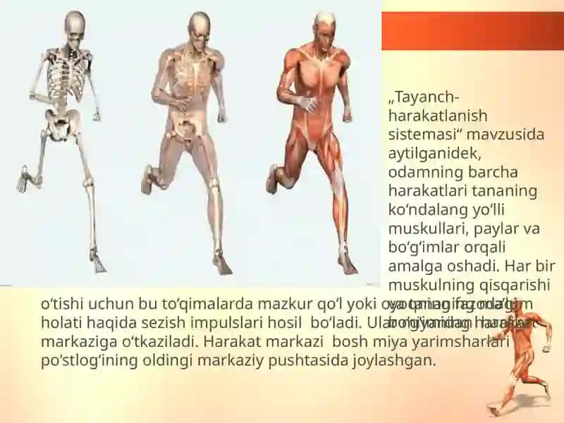 Tayanch-harakatlanish sistemasi 2
