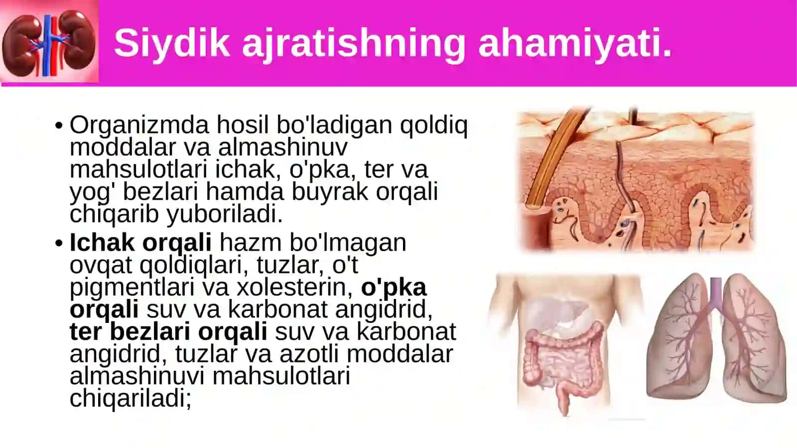 Siydikayrish organlarining tuzilishi 2