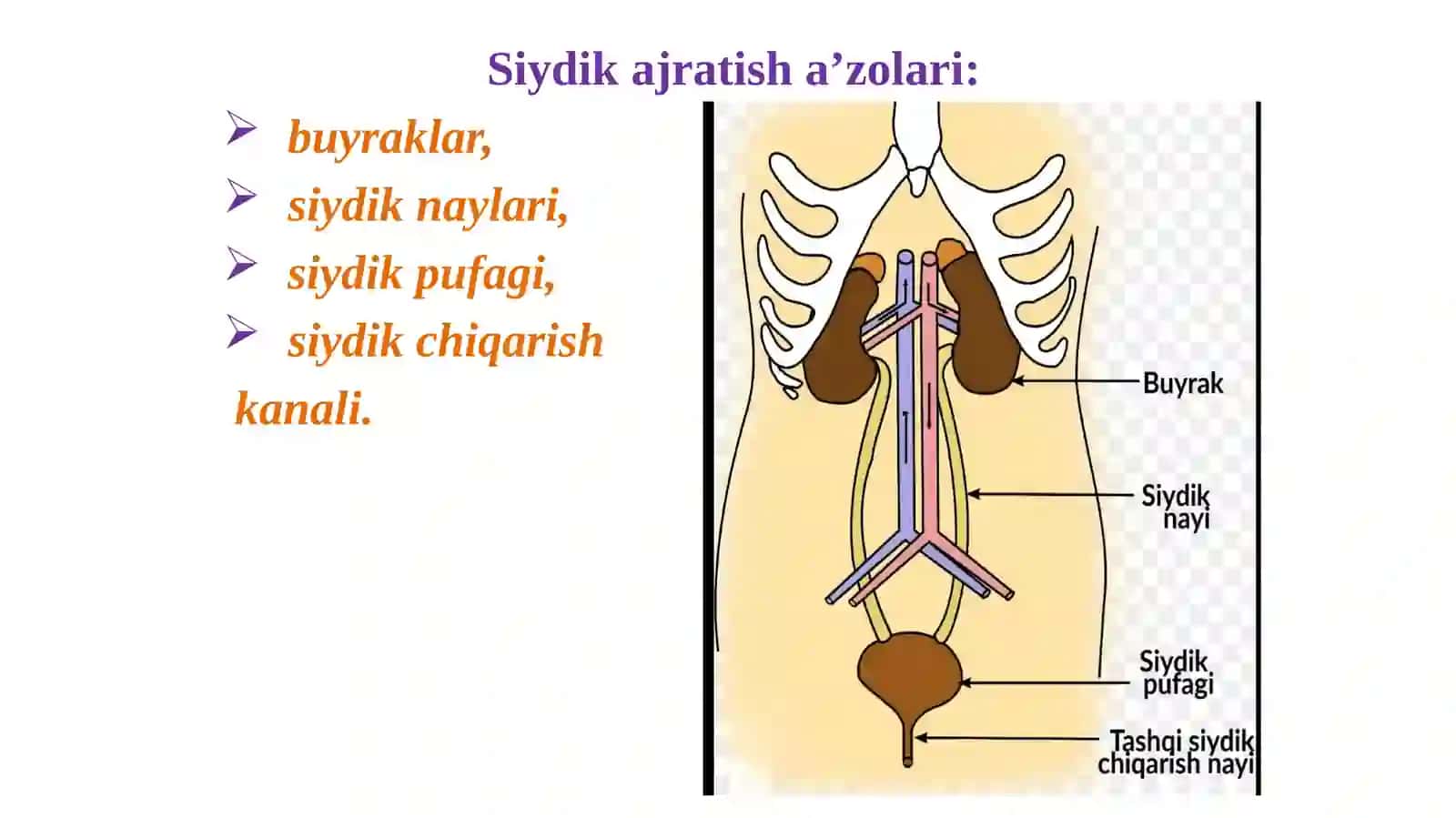 Siydik qovuqlarining uzunligi 2