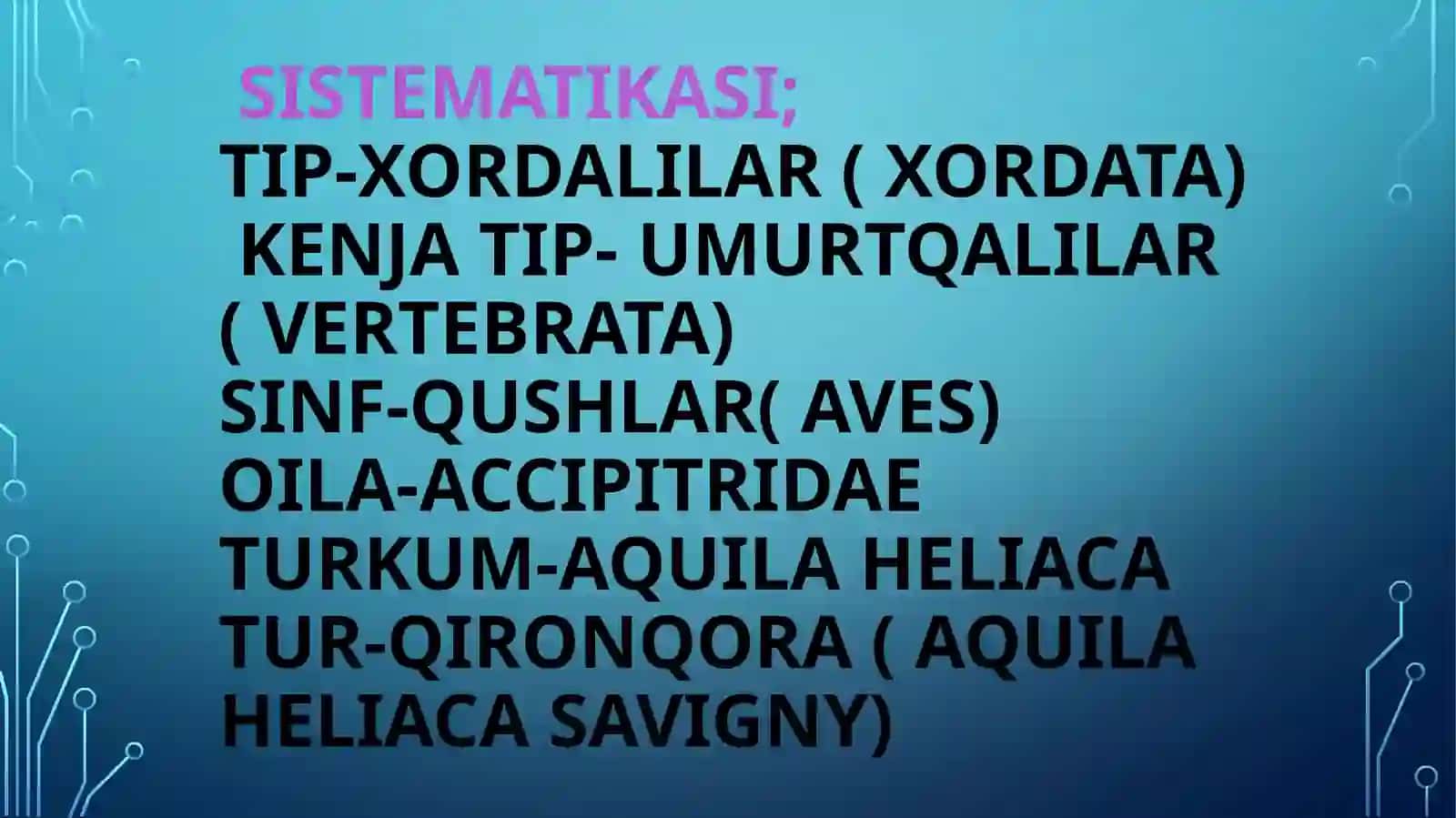 Aquila heliaca savigny-qironqora 2