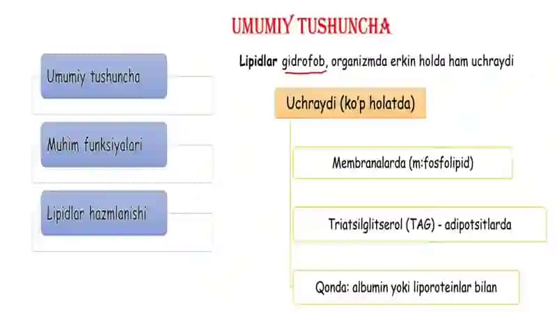 Lipidlarning hazmlanishi 2