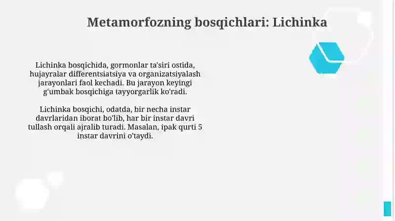 Toʻliq metamorfozning bosqichlari 2