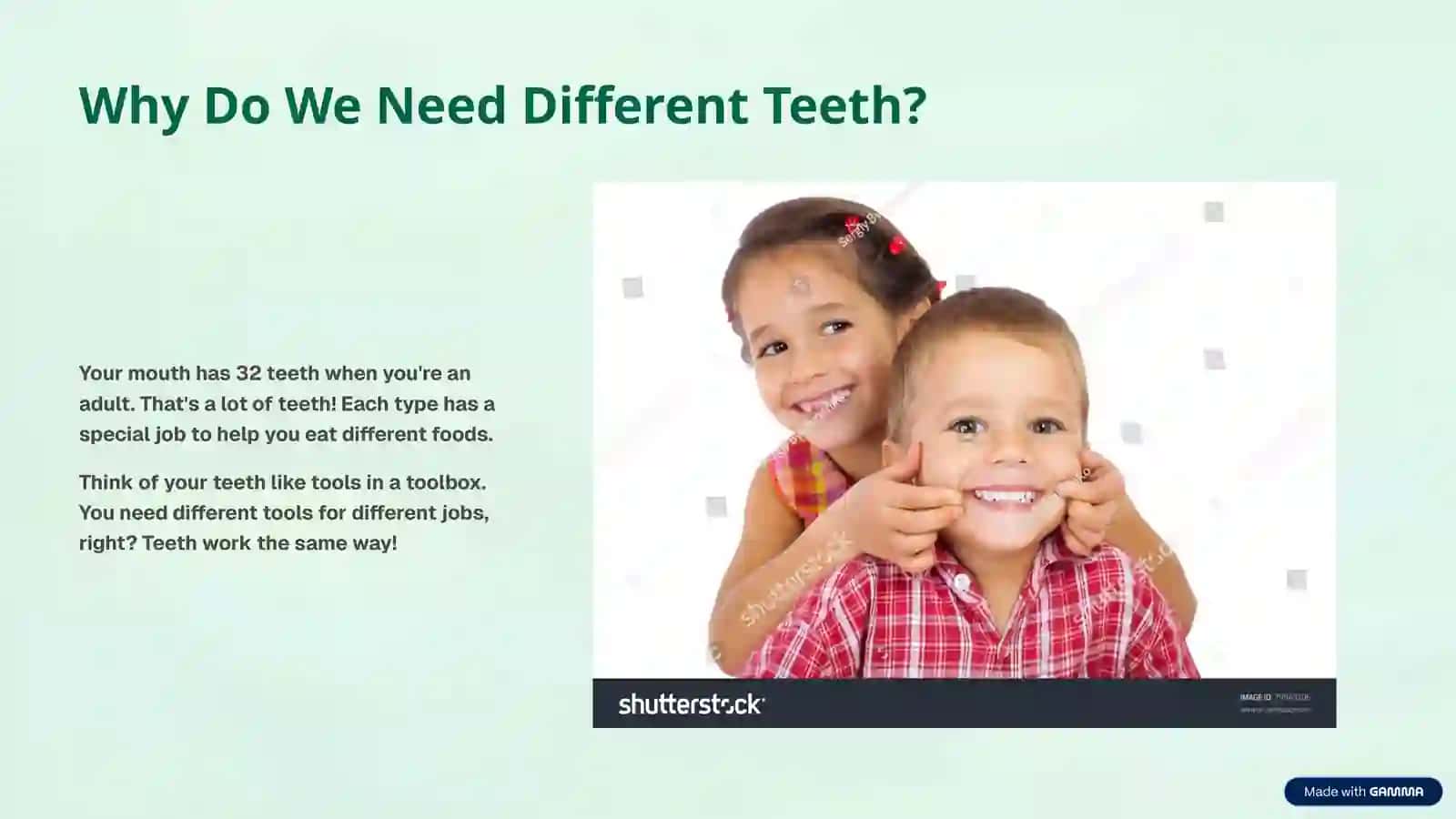 Types of Teeth 2