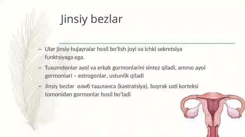 Ayol jinsiy gormonlari 2