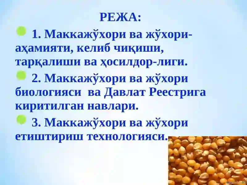 Маккажўхори ва жўхори аҳамияти, биологияси ва замонавий етиштириш технологияси 2