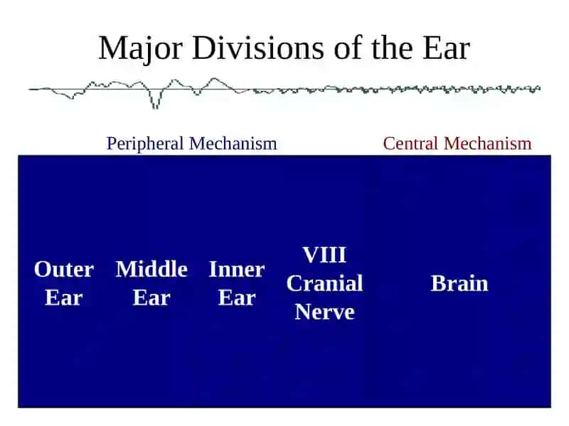 Anatomy Physiology and Disorders of the Hearing 2