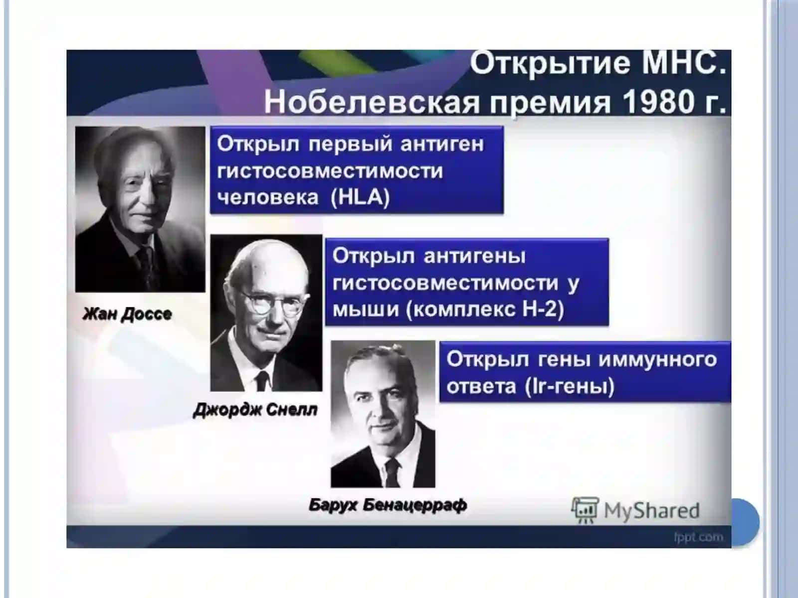 Главный комплекс гистосовместимости 2