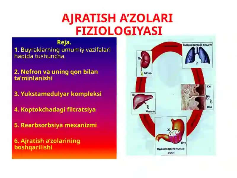 AJRATISH A’ZOLARI FIZIOLOGIYASI 2
