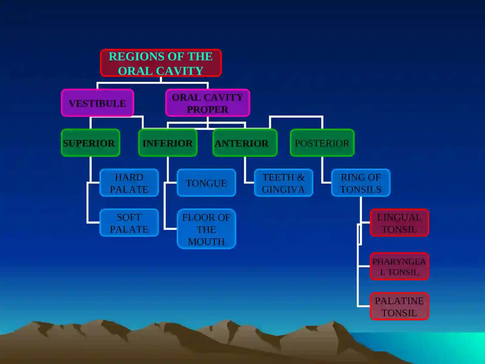 Oral Cavity 2