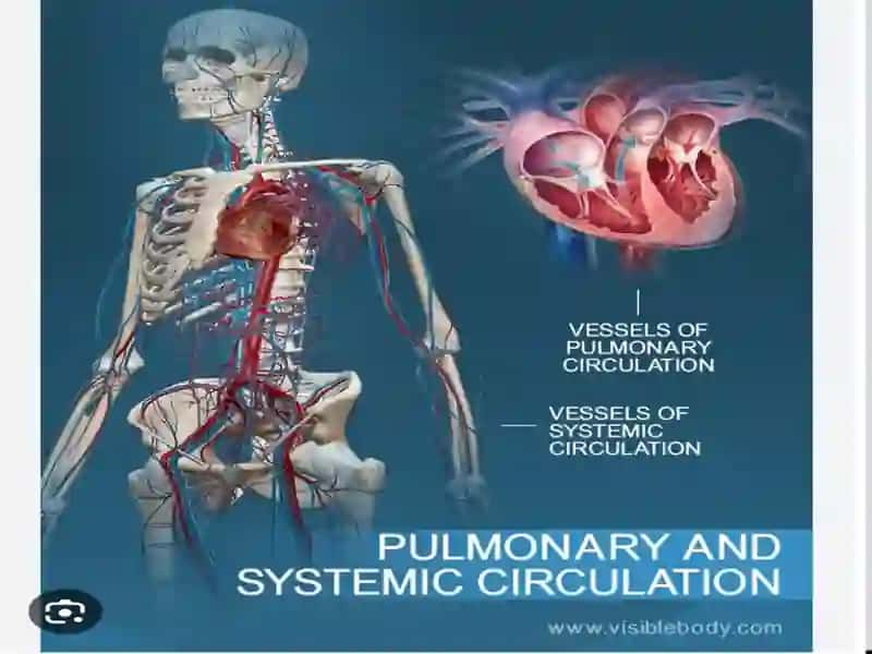 Heart and a vascular system 2
