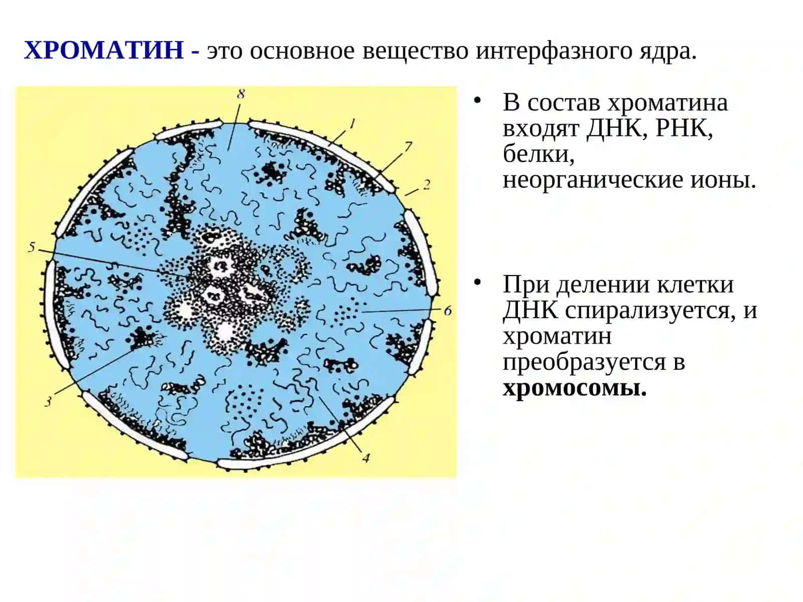 ХРОМОСОМЫ 2