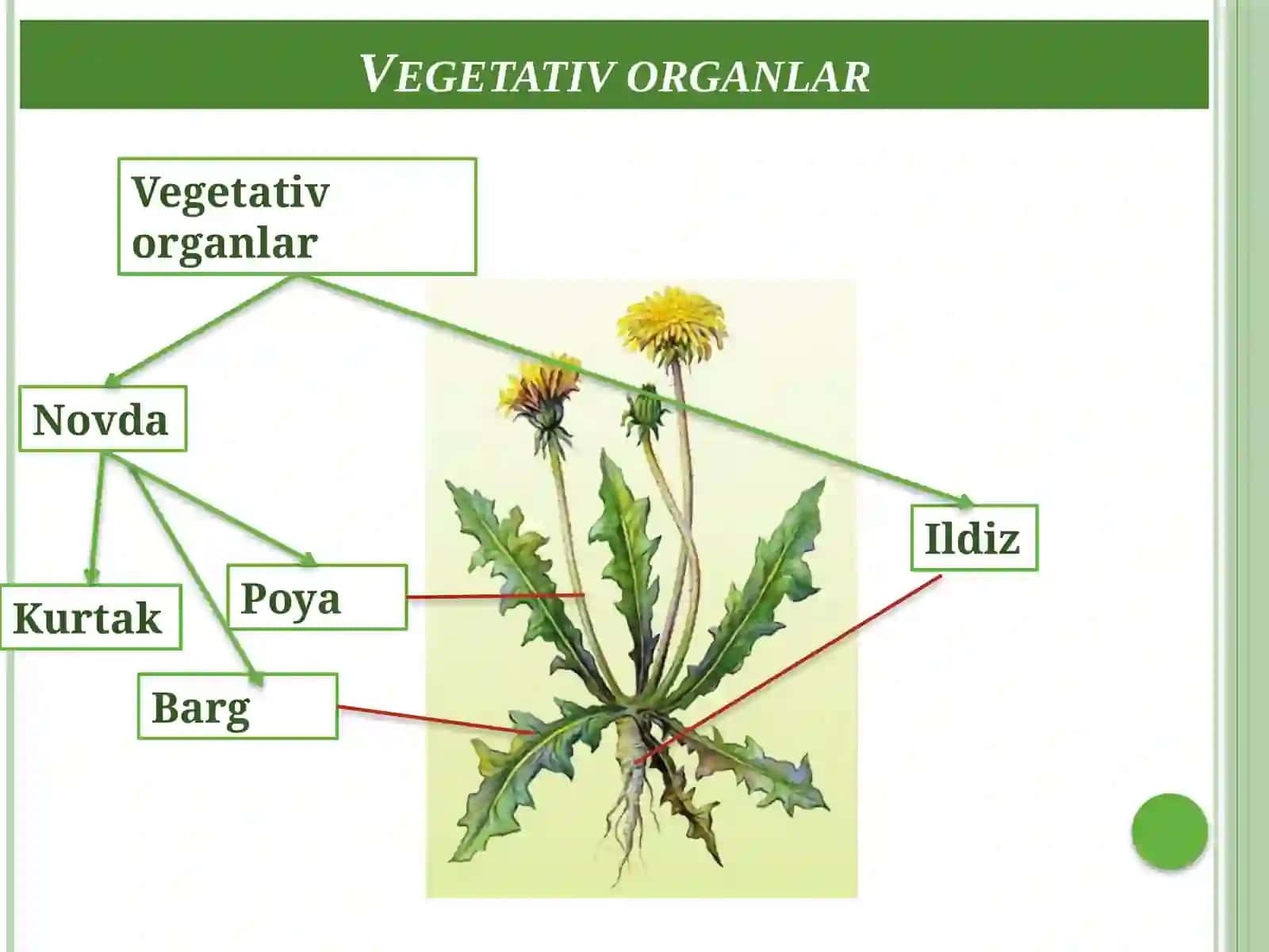 Vegetativ organlar. Ildiz 2