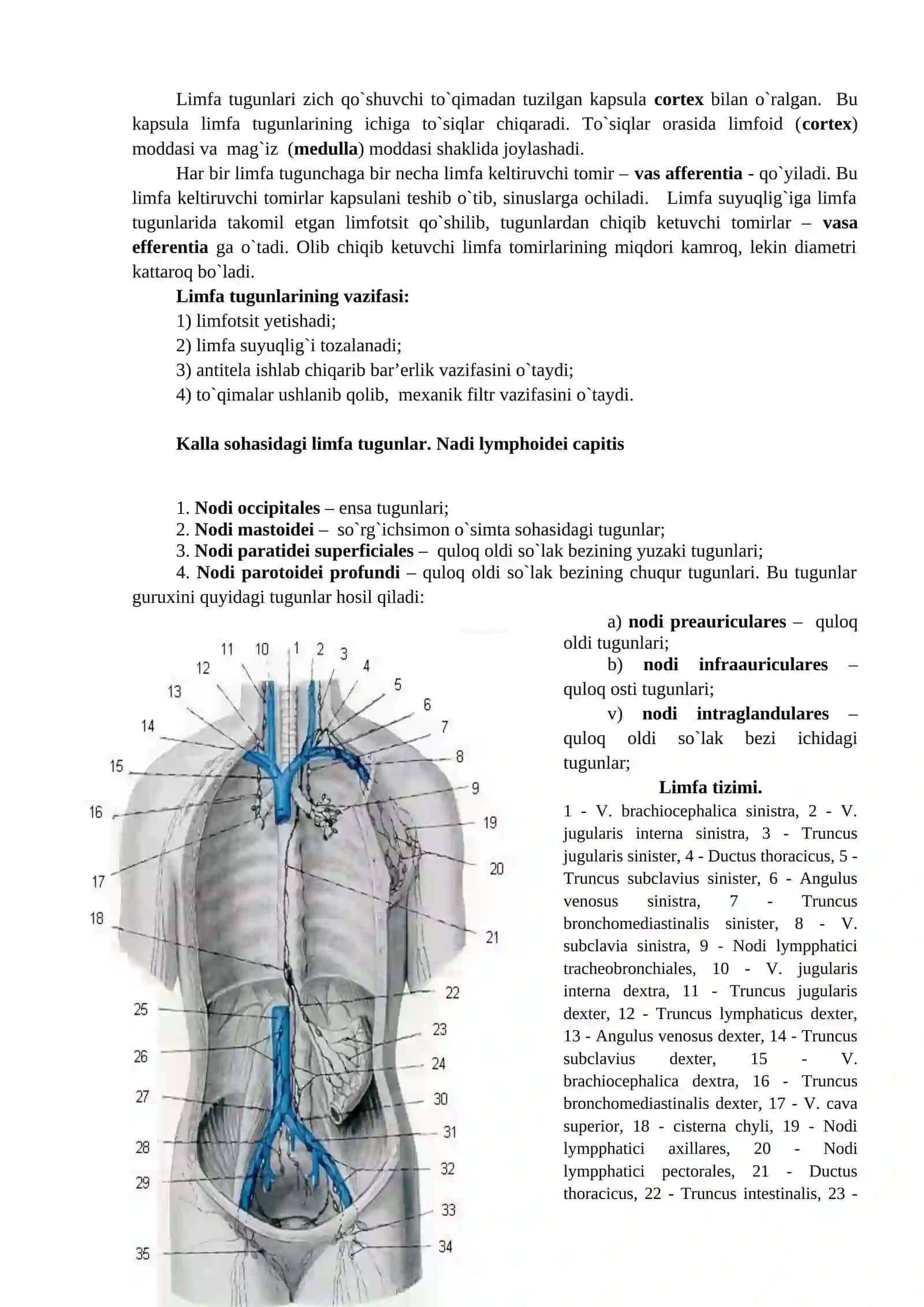 Limfa tizimning funksional va klinik anatomiyasi 2
