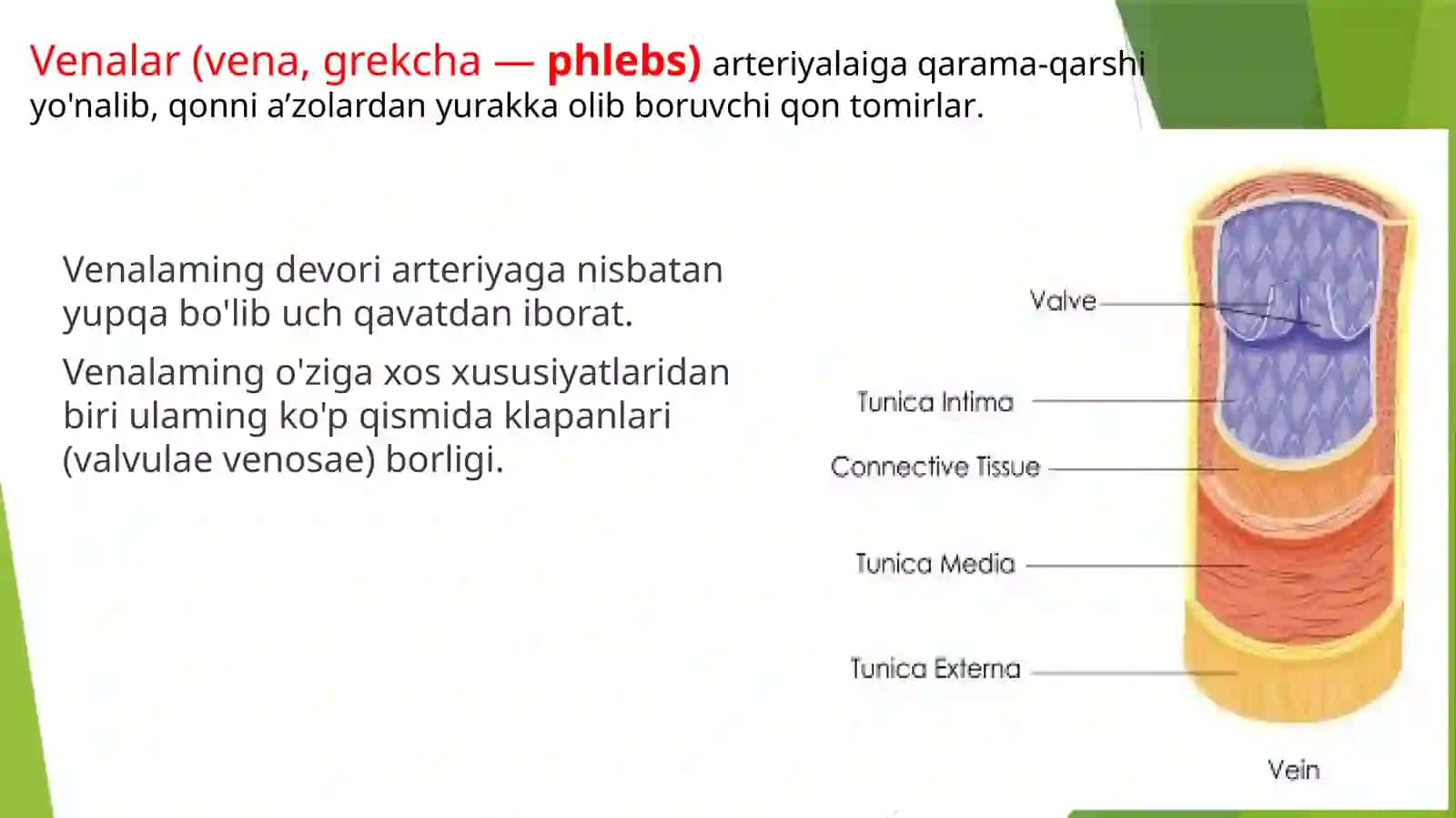 Venoztizimin Funktsional Anatomiyasi 2