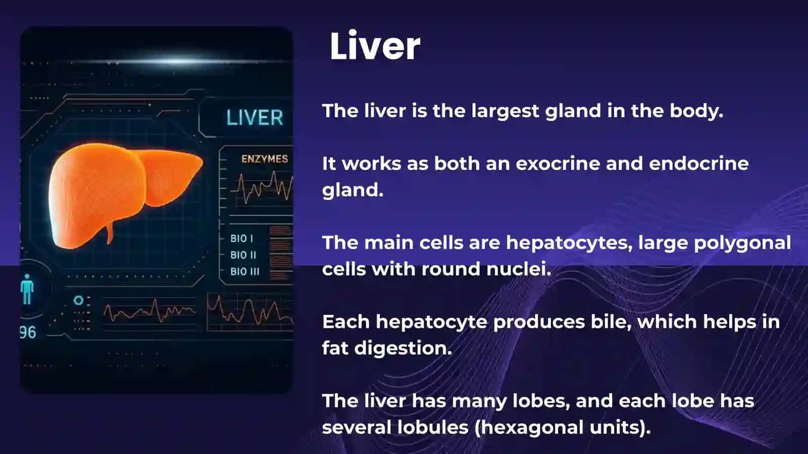 HISTOLOGY OF DIGESTIVE SYSTEM. Liver and pancreas 2