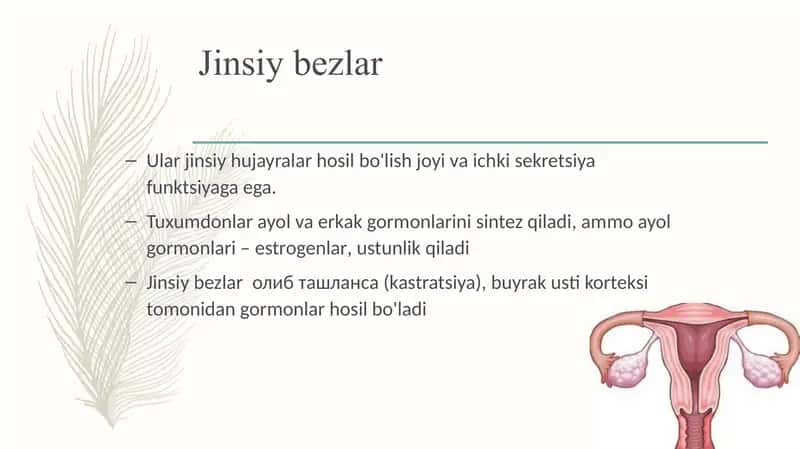 Ayol jinsiy gormonlari 2