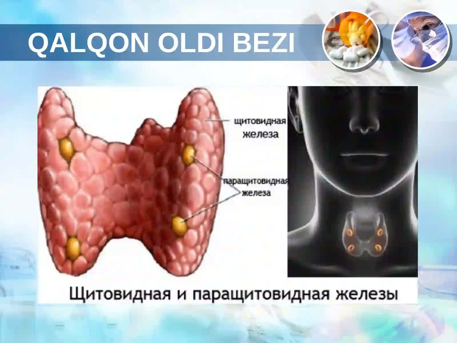 Qalqon oldi va ayrisimon bez patofiziologiyasi 2