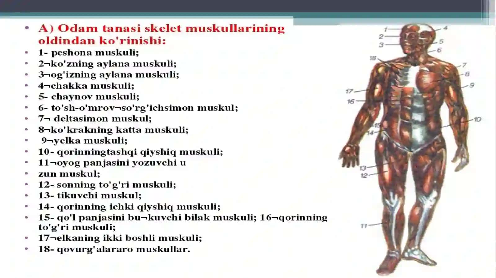 Muskullar haqida ma’lumot 2