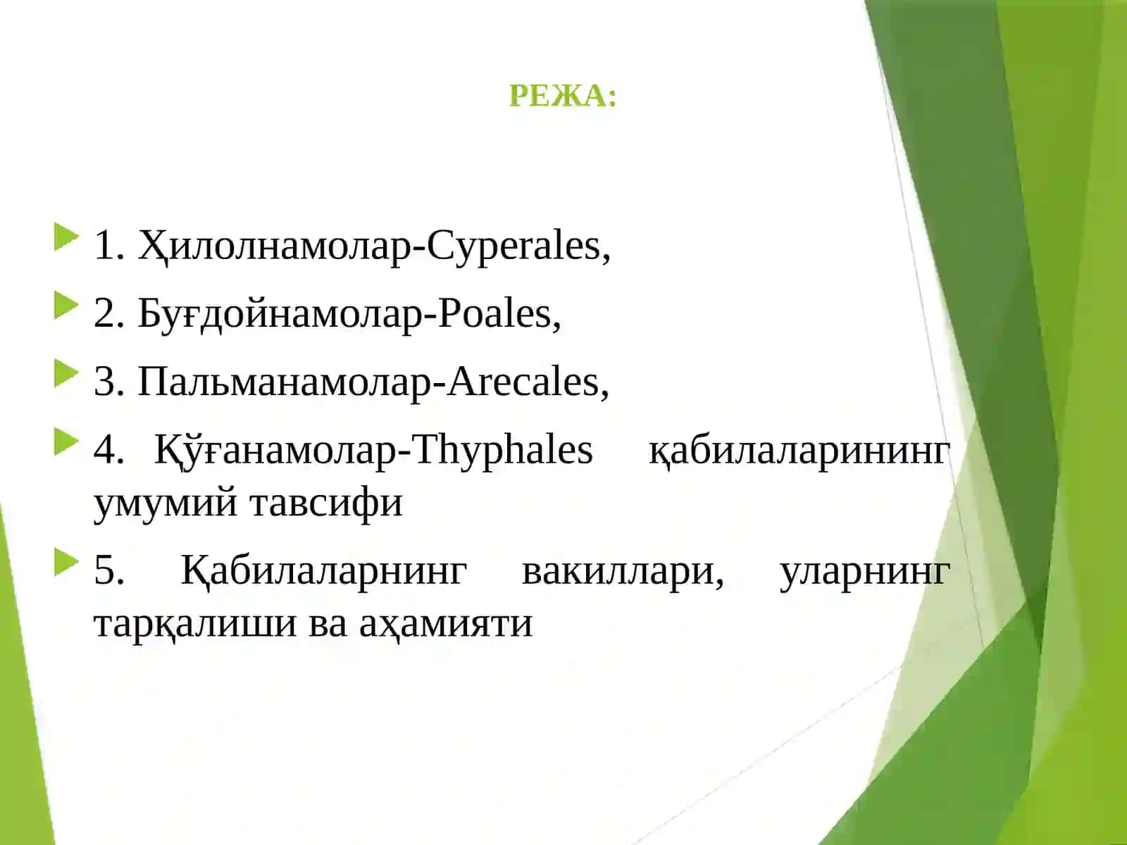 Бируруғпаллалиўсимликлар – Liliopsida синфи 2