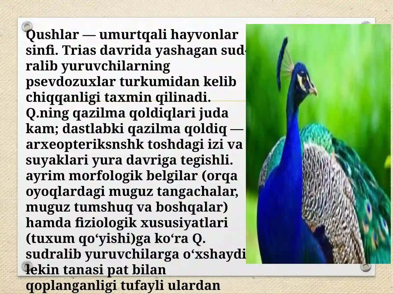 Qushlarmigratsiyasi 2
