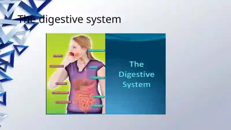 The digestive system and process of digestion and absorption 2