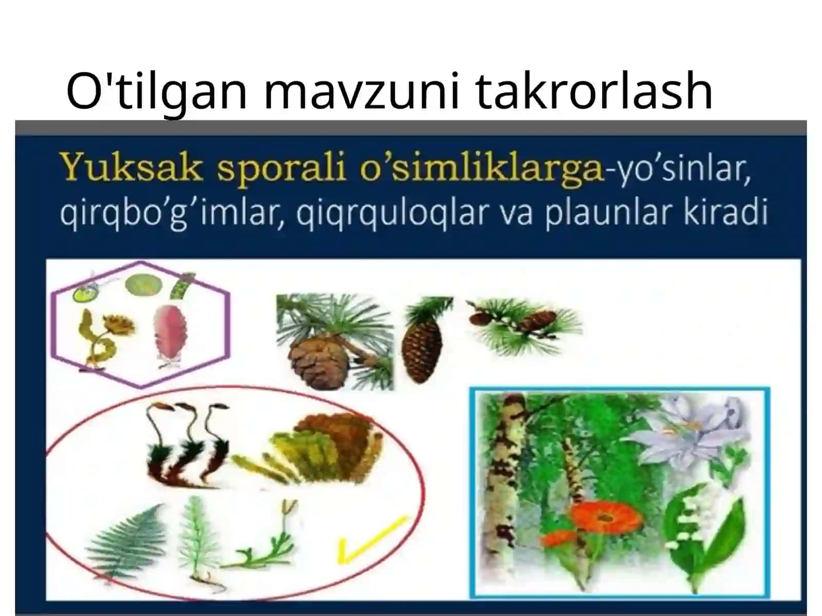 Qirqbo'g'imlarbo'limi 2