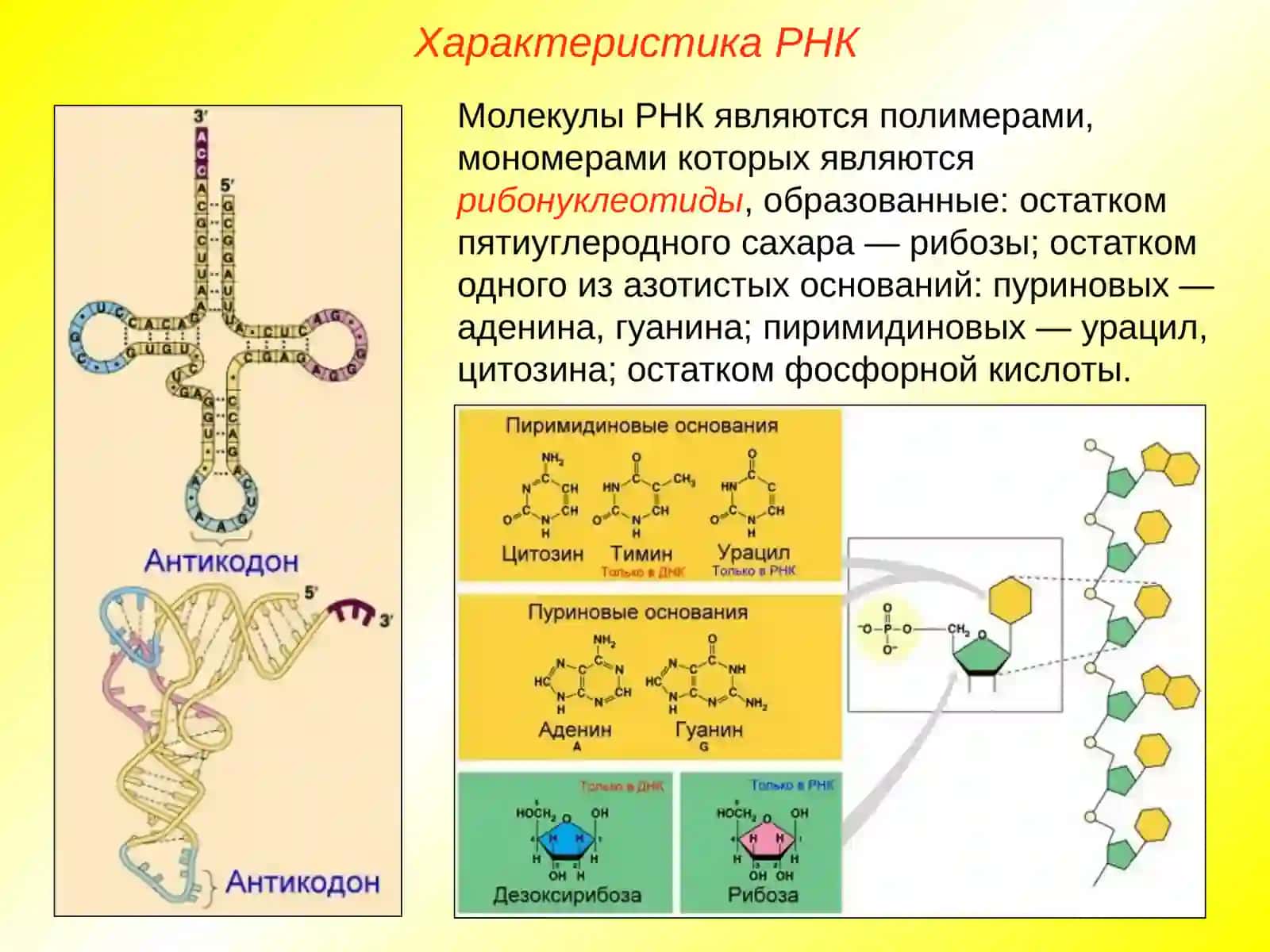 Рибонуклеиновые кислоты, АТФ 2