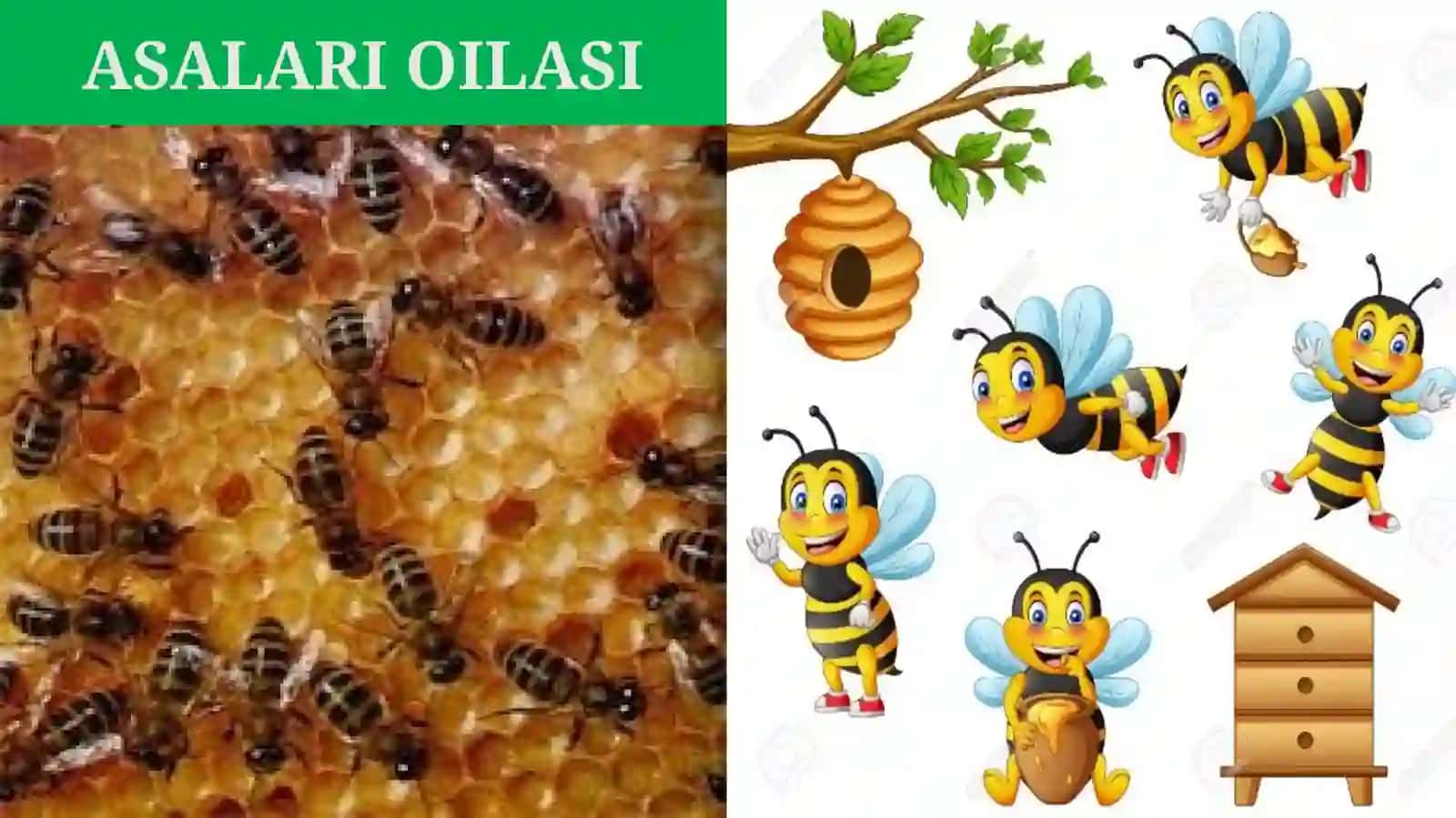 ASALARILAR OILASI 2