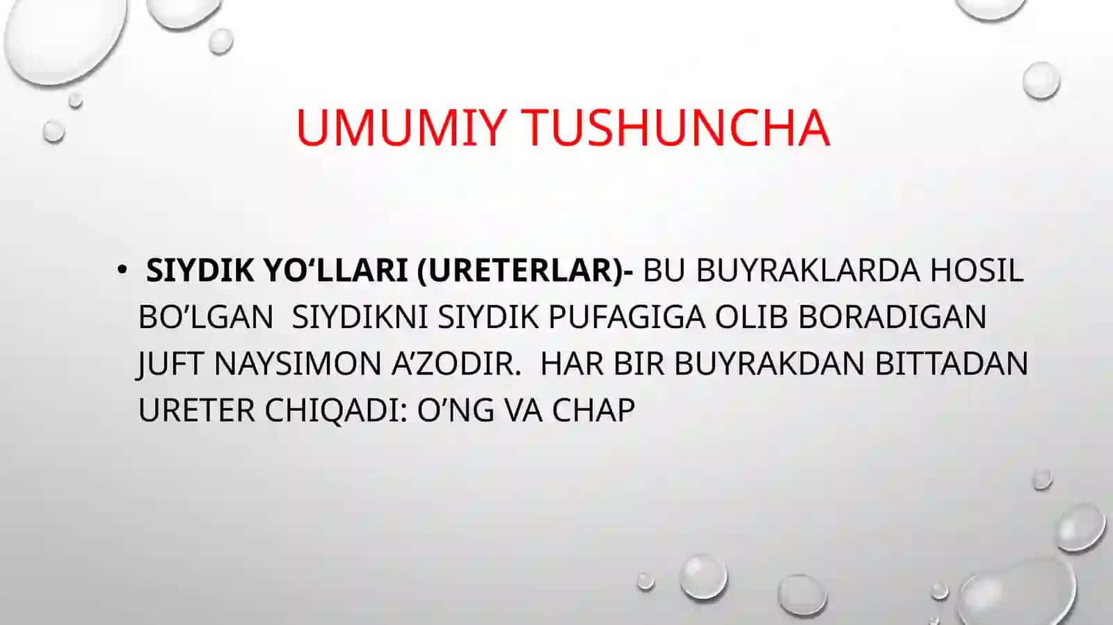 Siydikyo’llari(ureterlar) 2