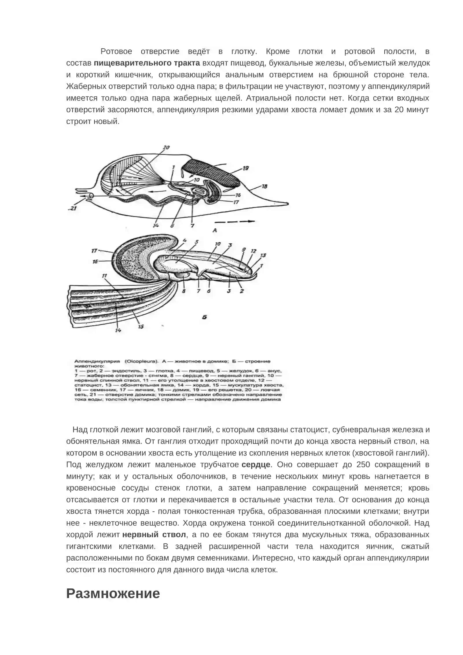 Аппендикулярии (Appendicularia) 2