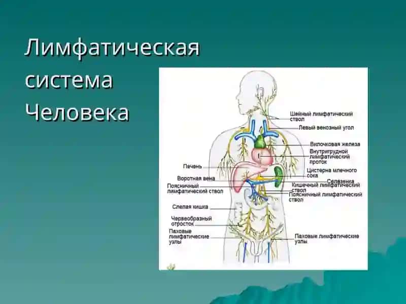 Лимфатическая система 2